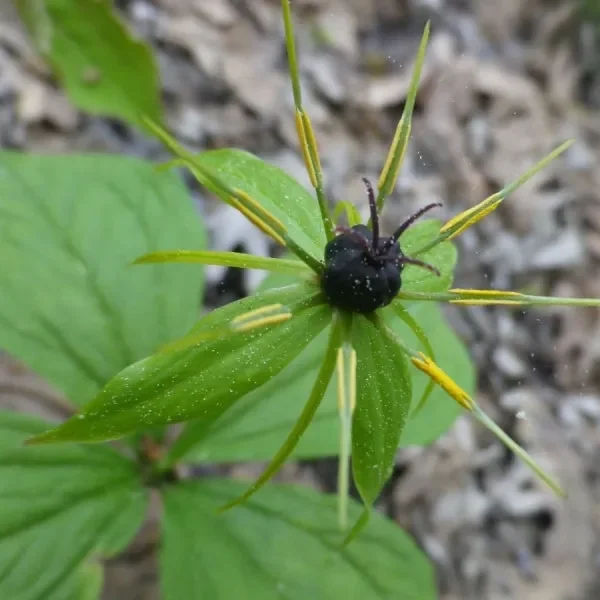 Einbeere (Paris quadrifolia) „Bio“