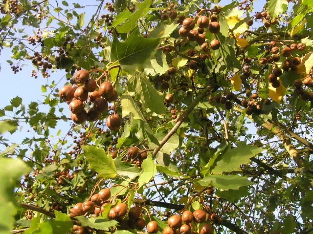 Elsbeere (Sorbus torminalis)