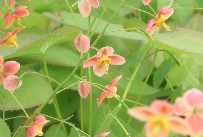 Epimedium x warleyense ‚Orangekönigin‘ (Warley-Garten-Elfenblume)