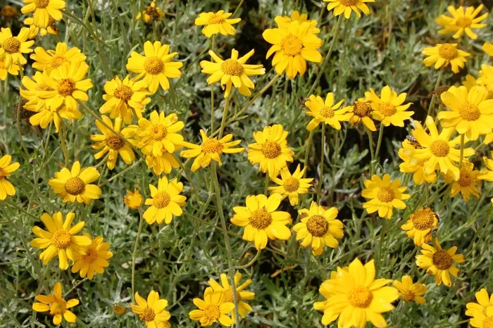 Eriophyllum lanatum (Wüstengoldaster)