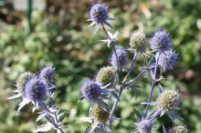 Eryngium planum ‚Blauer Zwerg‘ (Kleiner Garten-Mannstreu)