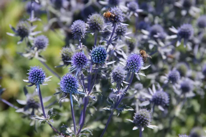 Eryngium planum ‚Fluela‘ (Kleiner Garten-Mannstreu)