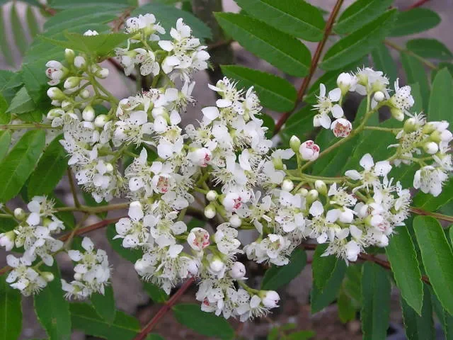Essbare Eberesche „Rosina“ (Sorbus aucuparia)