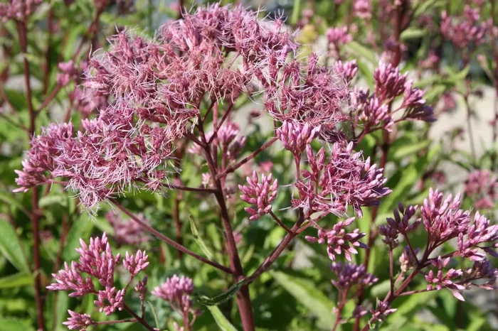 Eupatorium fistulosum ‚Atropurpureum‘ (Großer Garten-Wasserdost)