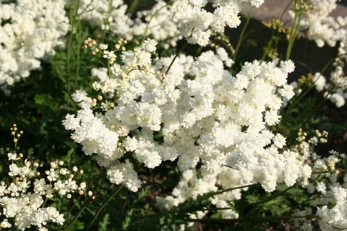 Filipendula vulgaris ‚Plena‘ (Gefülltblühende Garten-Rüsterstaude)
