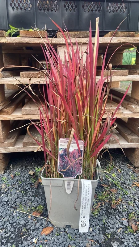 Flammengras ‚Red Baron‘ groß