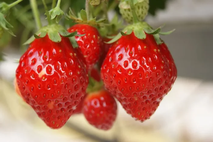 Fragaria vesca ‚Mara des Bois‘ (Immertragende Aroma-Erdbeere)