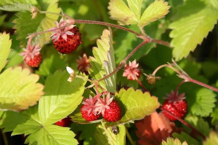 Fragaria vesca var. semperflorens ‚Rügen‘ (Monatserdbeere)