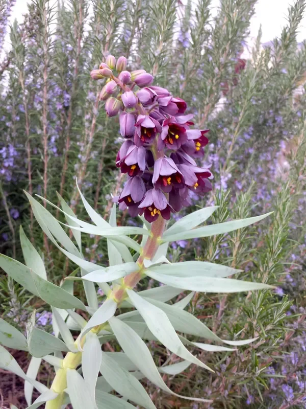 Fritillaria persica ‚Adiyaman‘ (Persische Kaiserkrone)
