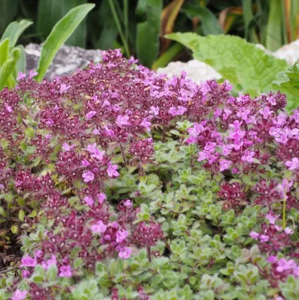 Frühblühender Thymian (Thymus praecox) „Bio“