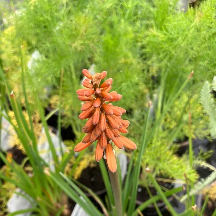 Frühe Fackellilie ‚Flamenco‘