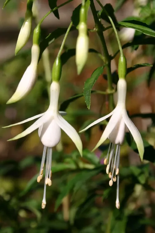 Fuchsia magellanica var. alba (Fuchsie)