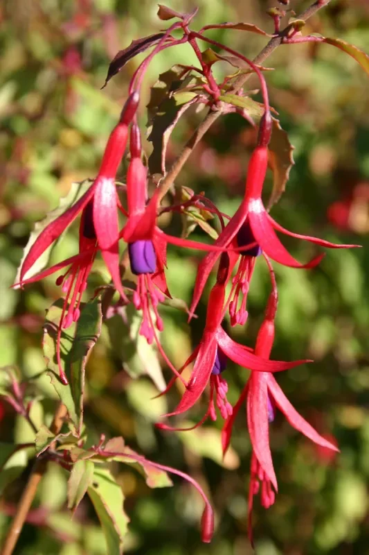 Fuchsia magellanica var. gracilis (Fuchsie)