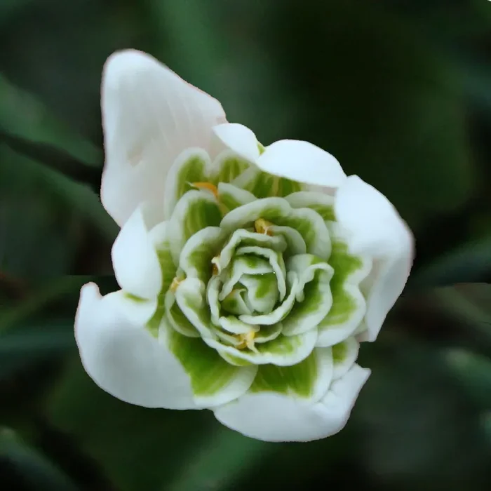 Galanthus nivalis ‚Flore Pleno‘ (Gefülltes Schneeglöckchen)