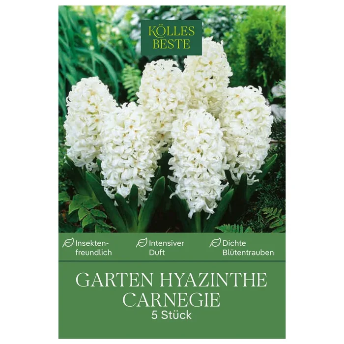 Garten-Hyazinthen ‚Carnegie‘, weiß, 5 Blumenzwiebeln