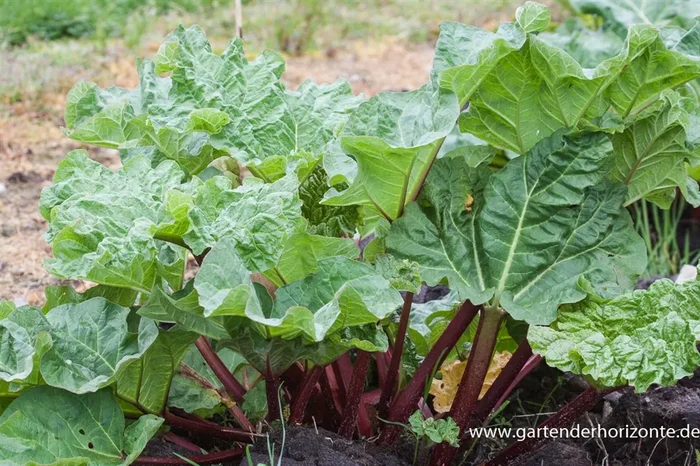 Garten-Rhabarber ‚Holsteiner Blut‘