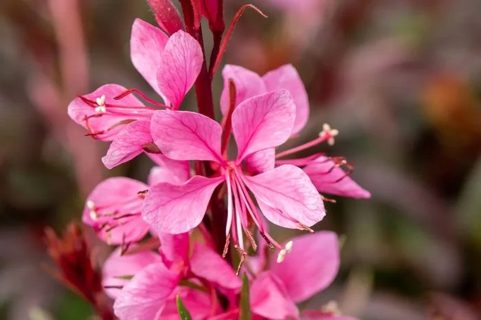 Gaura lindheimeri ‚Graceful Pink‘ (Prachtkerze)