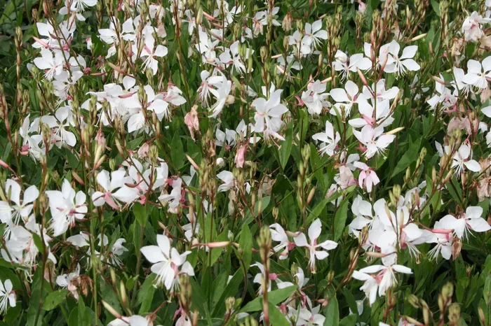 Gaura lindheimeri ‚Short Form‘ (Prachtkerze)