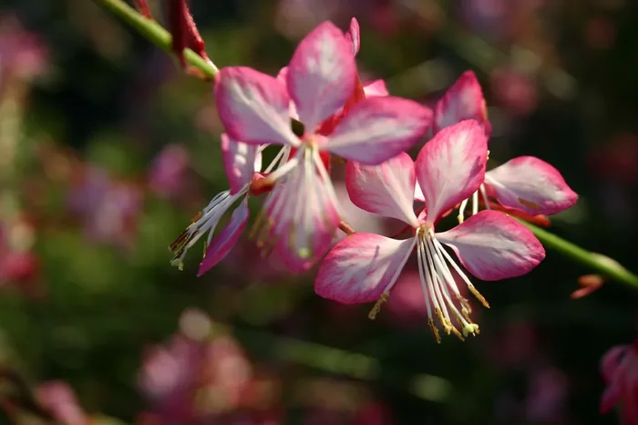 Gaura lindheimeri ‚Summer Emotions‘ ® (Prachtkerze)