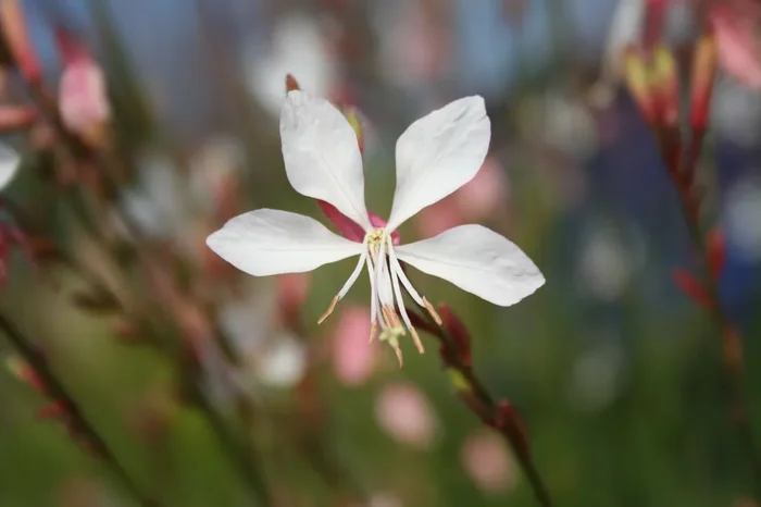 Gaura lindheimeri (Prachtkerze)
