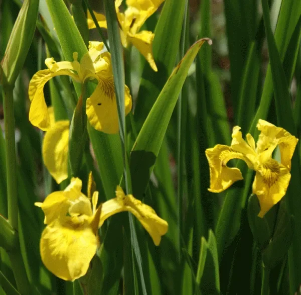Gelbe Sumpf-Schwertlilie (Iris pseudacorus) „Bio“