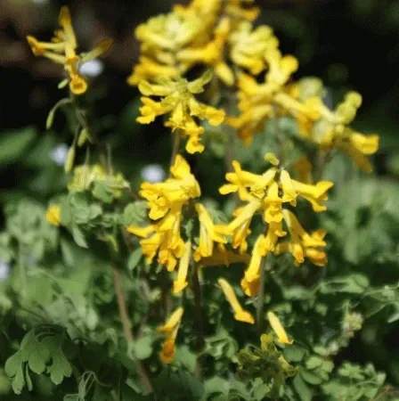 Gelber Lerchensporn (Corydalis lutea) „Bio“