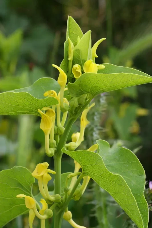Gemeine Osterluzei (Aristolochia clematitis) „Bio“