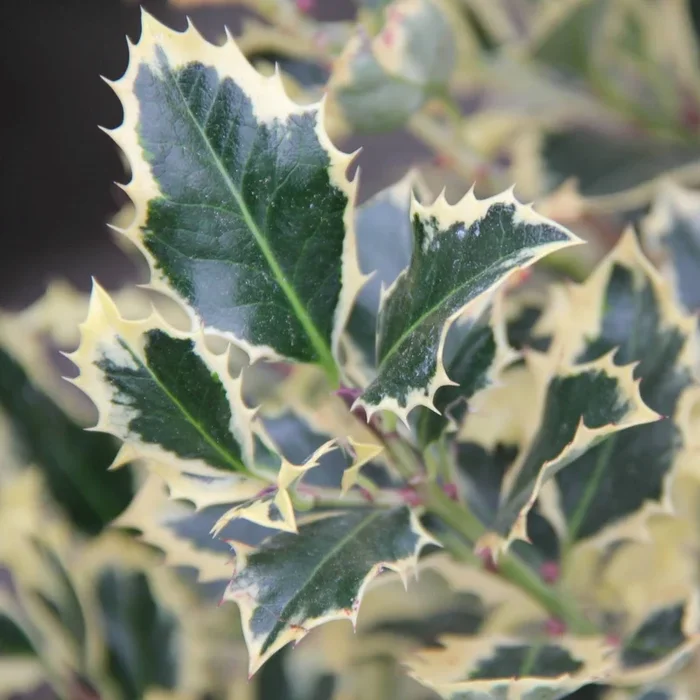Gemeine Stechpalme ‚Silver Queen‘