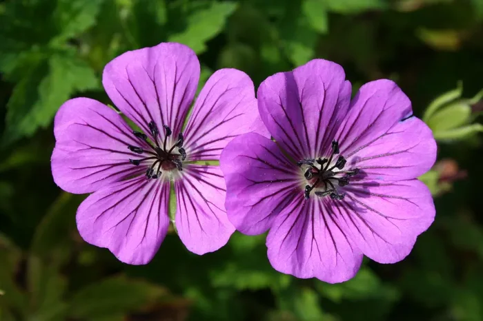 Geranium ‚Pink Penny‘ ® (Garten-Storchschnabel)