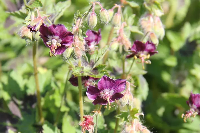 Geranium phaeum ‚Samobor‘ (Brauner Garten-Storchschnabel)