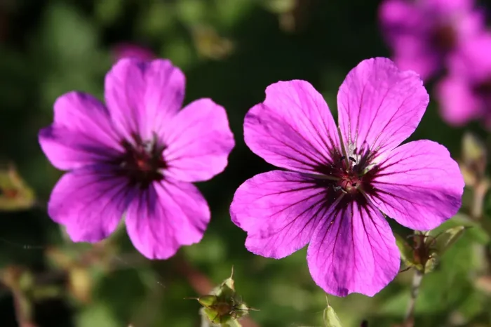 Geranium psilostemon ‚Patricia‘ (Garten-Storchschnabel)