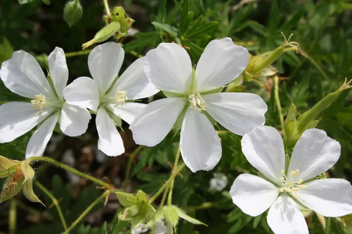 Geranium sanguineum ‚Album‘ (Blut-Storchschnabel)
