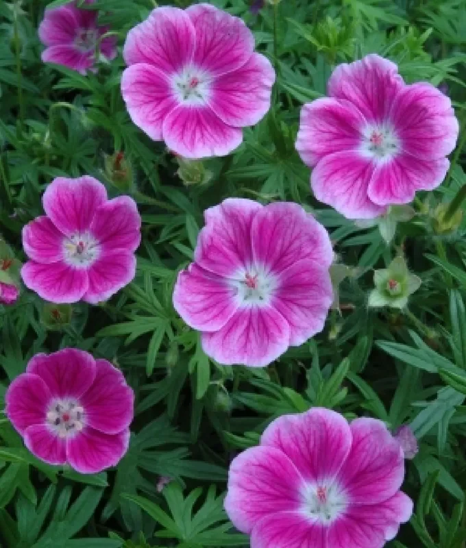 Geranium sanguineum ‚Elke‘ (Blutstorchschnabel)
