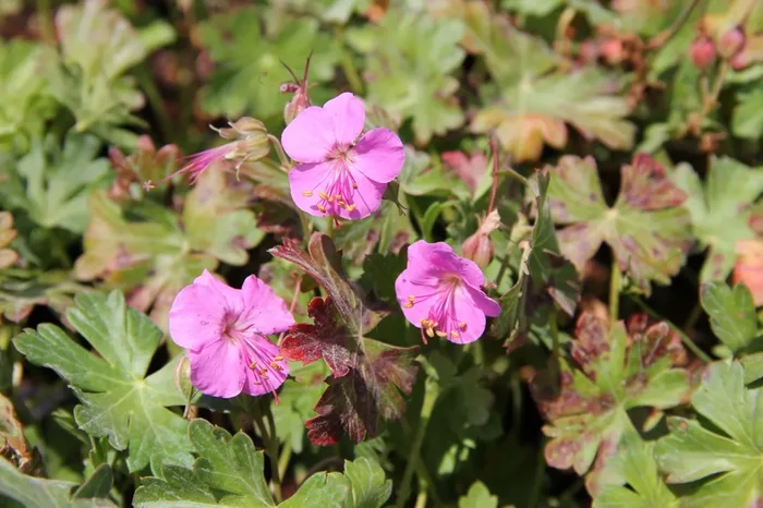 Geranium x cantabrigiense ‚Berggarten‘ (Cambridge-Storchschnabel)