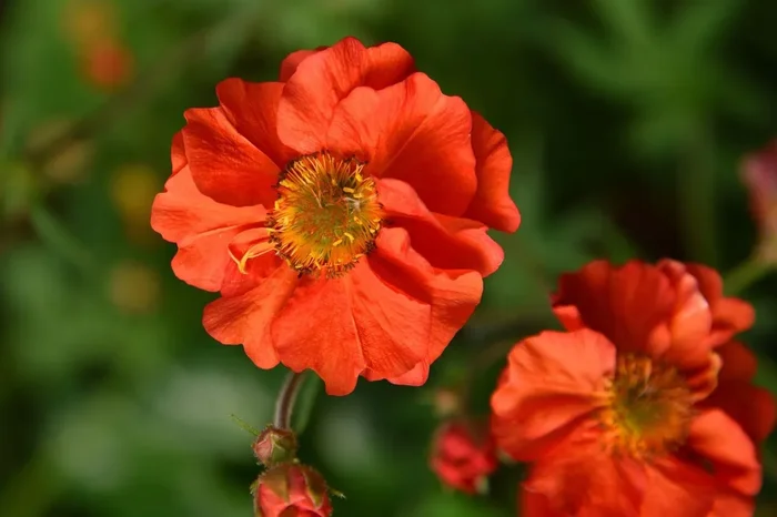 Geum ‚Grande Rosso‘ (Nelkenwurz)