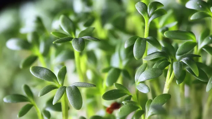 Gewöhnliche Kresse (Lepidium sativum)
