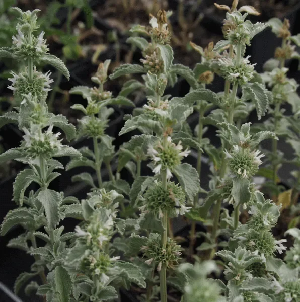 Gewöhnlicher Andorn (Marrubium vulgare) „Bio“
