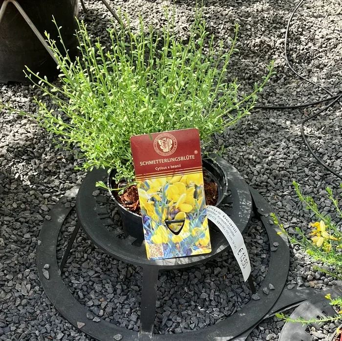 Ginster ‚Duftender Kriechginster‘