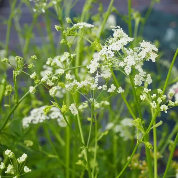 Große Bibernelle (Pimpinella major) „Bio“