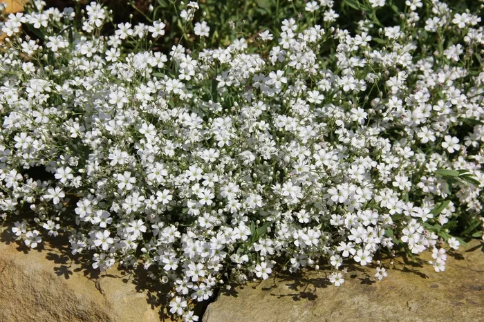 Gypsophila repens (Teppich Schleierkraut)