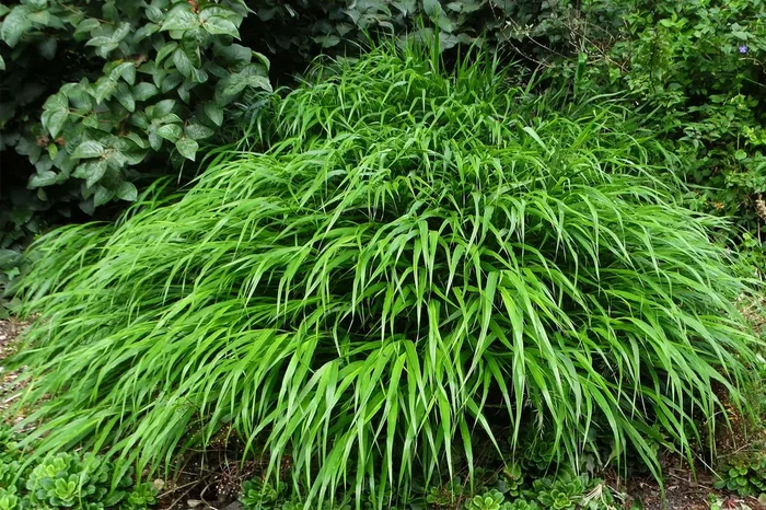 Hakonechloa macra ‚Greenhills‘ (Japanisches Berggras)