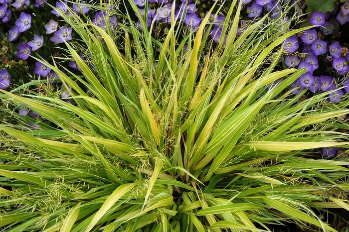 Hakonechloa macra ‚Stripe It Rich‘ (Japanisches Goldberggras)
