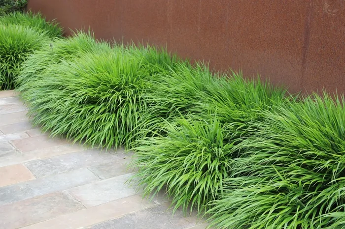 Hakonechloa macra (Japanisches Berggras)