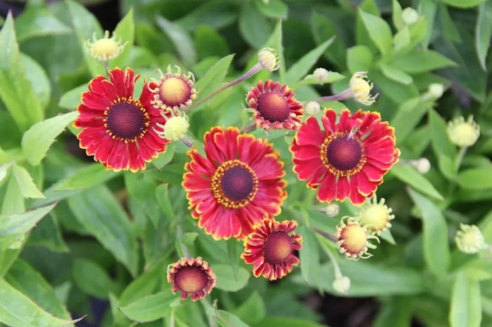 Helenium ‚Bandera‘ ® (Sonnenbraut)