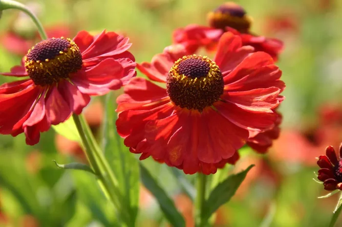 Helenium ‚Indianersommer‘ (Sonnenbraut)