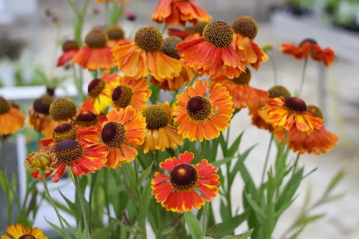 Helenium ‚Mardi Gras‘ (Garten-Sonnenbraut)