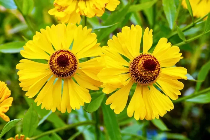 Helenium ‚Wesergold‘ (Sonnenbraut)