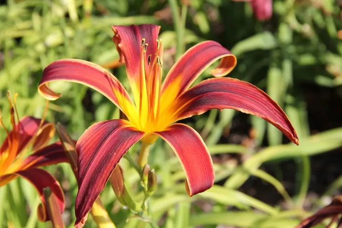 Hemerocallis ‚Aabachee‘ (Großblumige Taglilie)