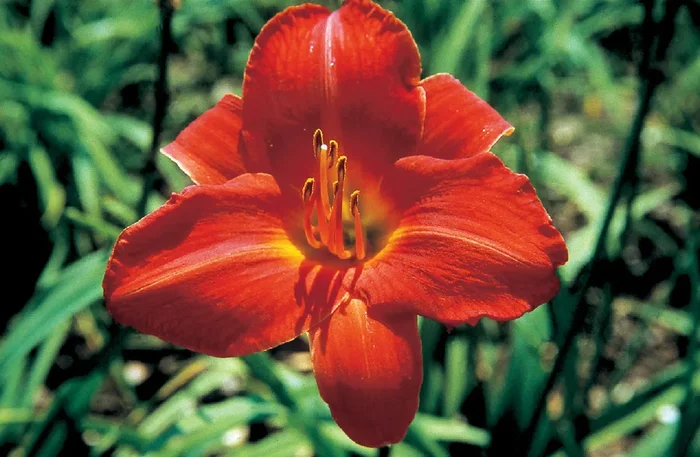 Hemerocallis ‚Ansgar‘ (Großblumige Taglilie)