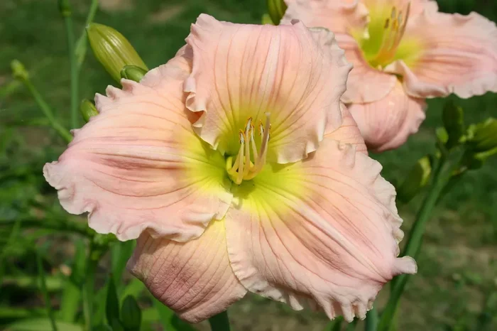 Hemerocallis ‚Barbara Mitchell‘ (Großblumige Taglilie)